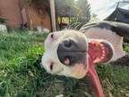 Adopt JILL a Pit Bull Terrier, Mixed Breed