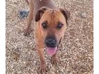 Adopt MELISSA a Rhodesian Ridgeback, Mixed Breed