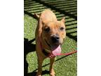 Adopt LOVEBUG a Pit Bull Terrier, Mixed Breed