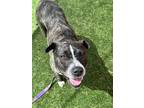 Adopt COCO LILY a Pit Bull Terrier, Labrador Retriever