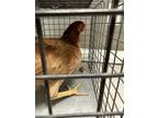 Adopt MRS CLUCK a Chicken