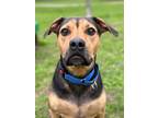 Adopt Rocky a Black Rottweiler / Hound (Unknown Type) / Mixed dog in San