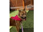 Adopt MILEY a Chow Chow, Golden Retriever