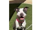 Adopt SEQUOIA a Pit Bull Terrier