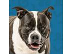 Adopt Harley a Pit Bull Terrier