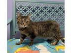 Adopt CHOLE a Domestic Short Hair