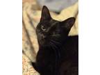 Adopt Wanda a All Black Domestic Shorthair / Mixed (short coat) cat in
