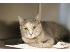 Adopt Shona a Domestic Mediumhair / Mixed cat in Mountain Home, AR (38821270)