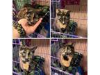 Adopt Mona a Calico