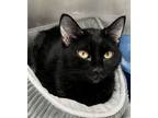 Adopt Beverly a Domestic Short Hair