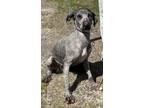 Adopt Ash a Irish Wolfhound