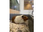 Adopt Nugget (bonded w/ Peanut) a White Guinea Pig small animal in Oakland