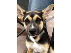 Adopt Lane a German Shepherd Dog / American Staffordshire Terrier / Mixed dog in