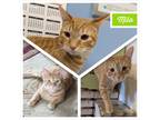 Adopt Milo a Orange or Red Domestic Shorthair / Mixed cat in Downers Grove