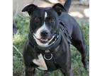 Adopt Zoya a Black American Staffordshire Terrier / Pit Bull Terrier / Mixed dog