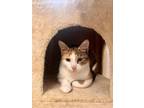 Adopt Lotus a Domestic Short Hair