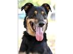 Adopt Colby a Black Shepherd (Unknown Type) / Doberman Pinscher / Mixed dog in