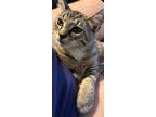 Adopt Dobby a Tan or Fawn Tabby Domestic Shorthair (short coat) cat in