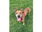 Adopt Primrose a Bull Terrier, Mixed Breed