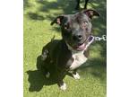 Adopt Effie a Pit Bull Terrier, Mixed Breed