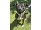 Adopt Effie a Pit Bull Terrier, Mixed Breed