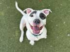 Adopt Surfer a Pit Bull Terrier, Mixed Breed