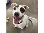 Adopt Surfer a Pit Bull Terrier, Mixed Breed
