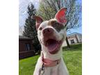 Adopt Camelia a Pit Bull Terrier, Hound