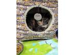 Adopt COCO a Domestic Short Hair