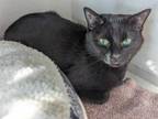 Adopt TOFU a Domestic Short Hair