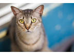 Adopt Dewey a Gray or Blue Domestic Shorthair / Domestic Shorthair / Mixed cat