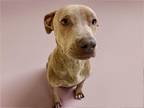 Adopt PRETTYGIRL a Pit Bull Terrier, Mixed Breed