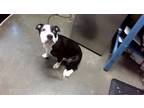 Adopt CLAUDINA a Pit Bull Terrier, Mixed Breed