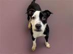 Adopt CLAUDINA a Pit Bull Terrier, Mixed Breed