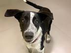 Adopt LILLY a Australian Cattle Dog / Blue Heeler, Mixed Breed