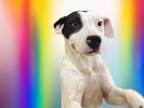 Adopt SHAY a Pit Bull Terrier, Mixed Breed