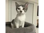 Adopt Pimento 2023 a White Domestic Shorthair / Mixed cat in Bensalem