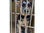 Adopt A428686 a German Shepherd Dog