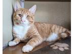 Adopt Rafa a Orange or Red Domestic Shorthair / Domestic Shorthair / Mixed cat