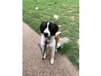 Adopt Molly a Tricolor (Tan/Brown & Black & White) St. Bernard / Mixed dog in