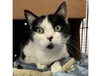 Adopt Abbie a Domestic Short Hair