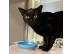 Adopt Bandit & Smokey a Domestic Short Hair