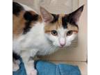 Adopt Giavanna a Domestic Short Hair