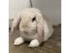 Adopt Mona Lisa a Mini Lop