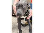 Adopt Cora a Pit Bull Terrier