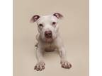 Adopt Rodeo a Mixed Breed