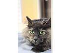 Adopt Ricotta a Domestic Long Hair