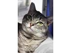 Adopt Grey a Domestic Short Hair