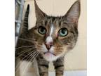 Adopt Navy Blue a Domestic Short Hair