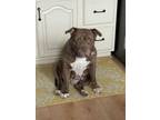 Adopt Chloe - In Foster a Pit Bull Terrier